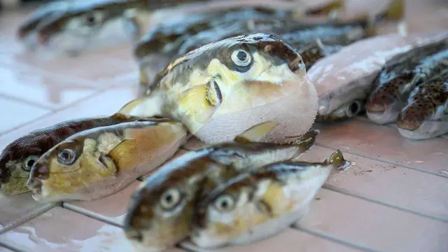 Upper limit for support in pufferfish fishing raised to 1 million fish