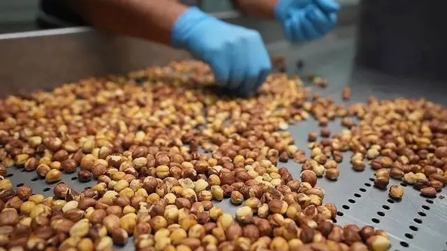 Bakanlık fındık borsalarına inceleme başlattı: Müfettiş görevlendirildi