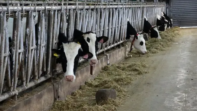 Şap hastalığı alarmı. Hayvan borsası 30 gün kapatıldı